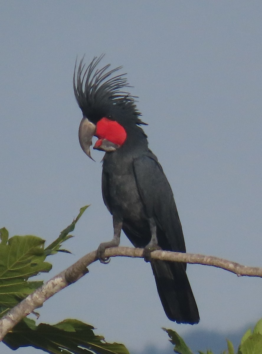 Palm Cockatoo - ML621826857