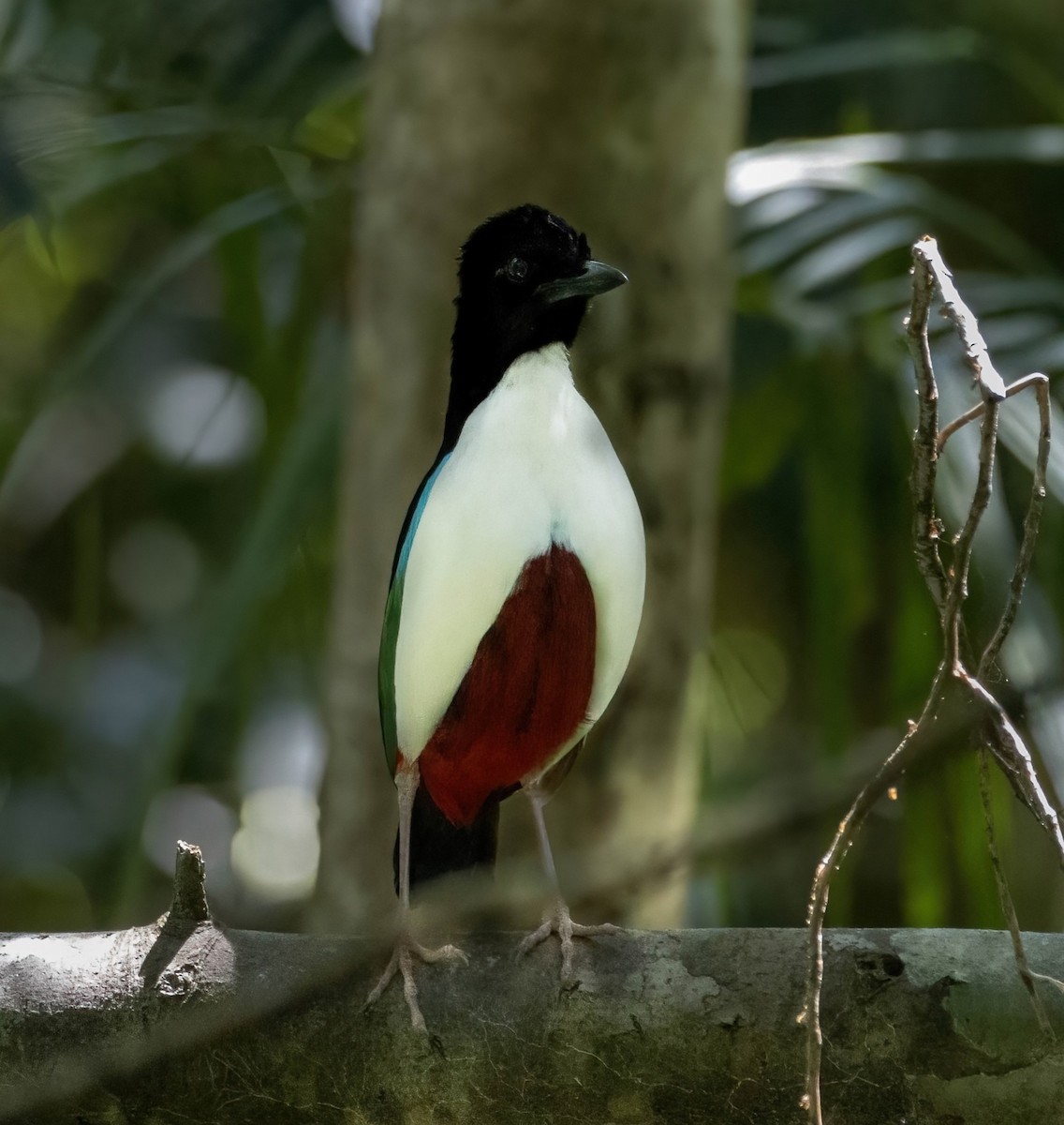 Ivory-breasted Pitta - ML621826861