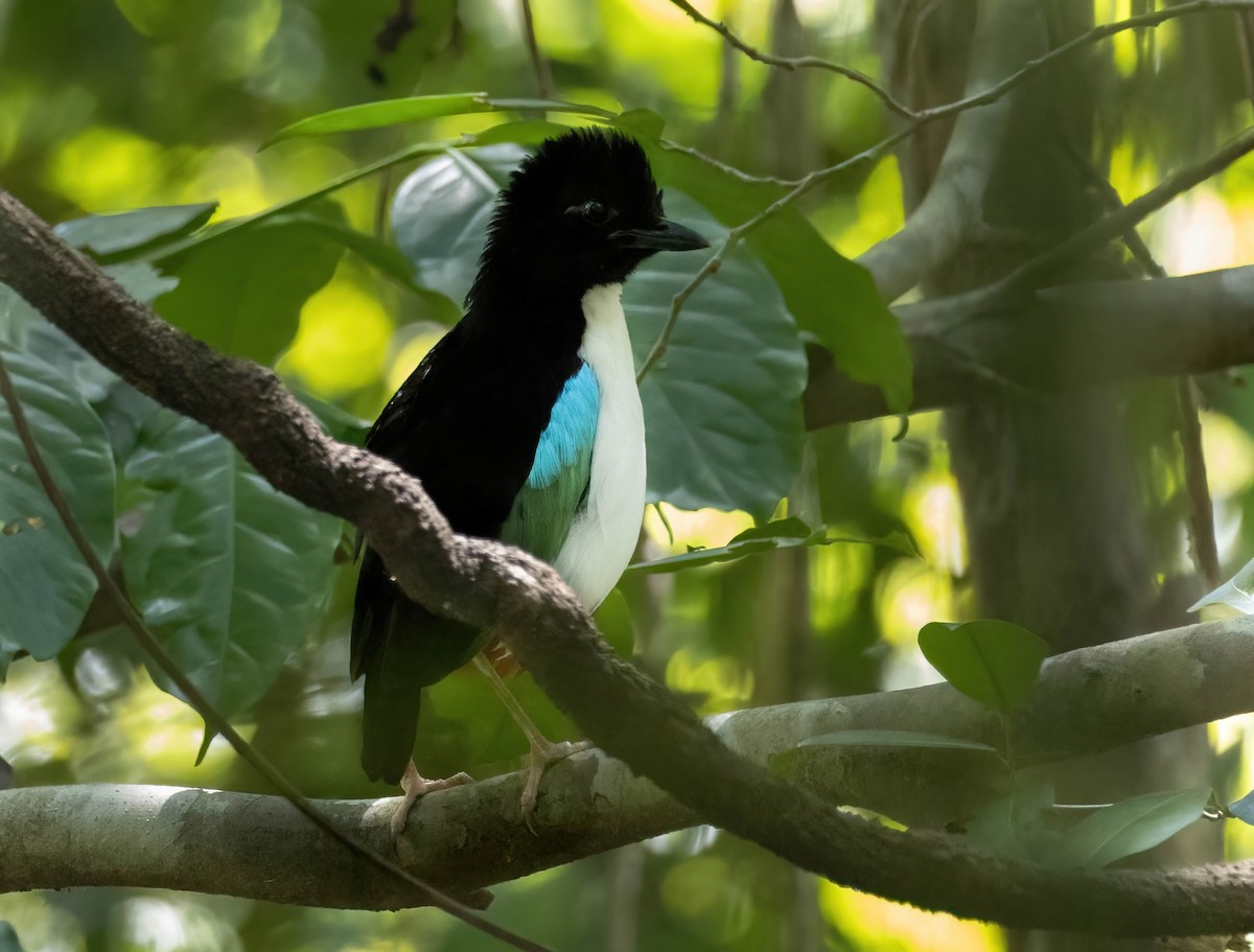 Ivory-breasted Pitta - ML621826862