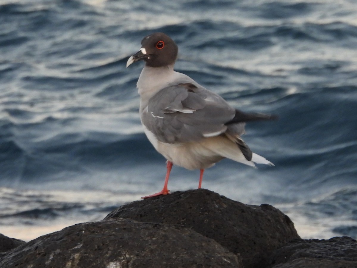 Mouette à queue fourchue - ML621826872