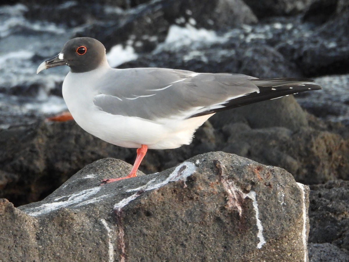 Swallow-tailed Gull - ML621826873