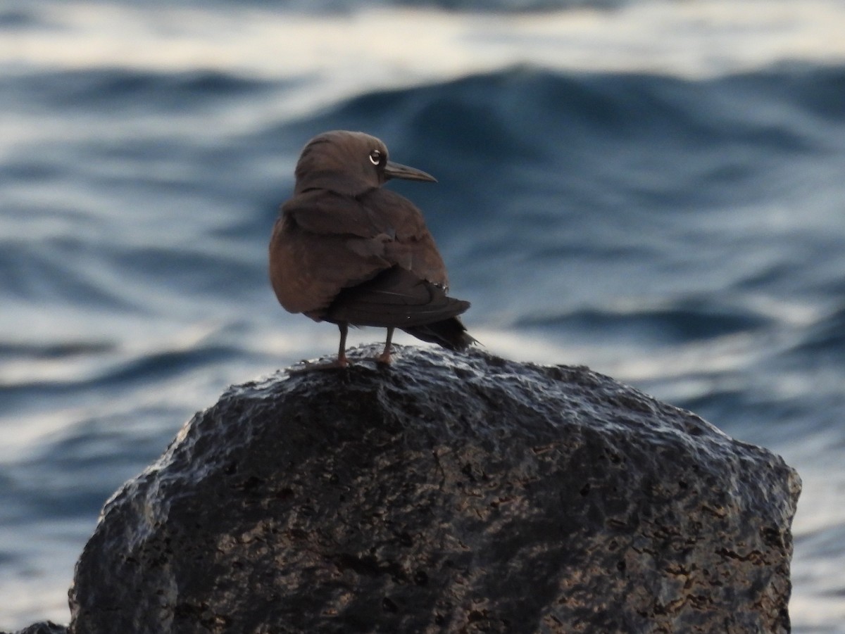 Brown Noddy - ML621826884