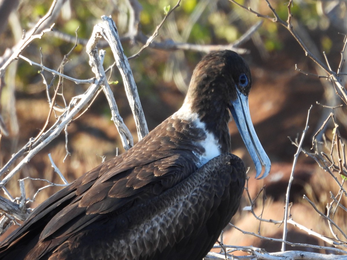 Magnificent Frigatebird - ML621826894