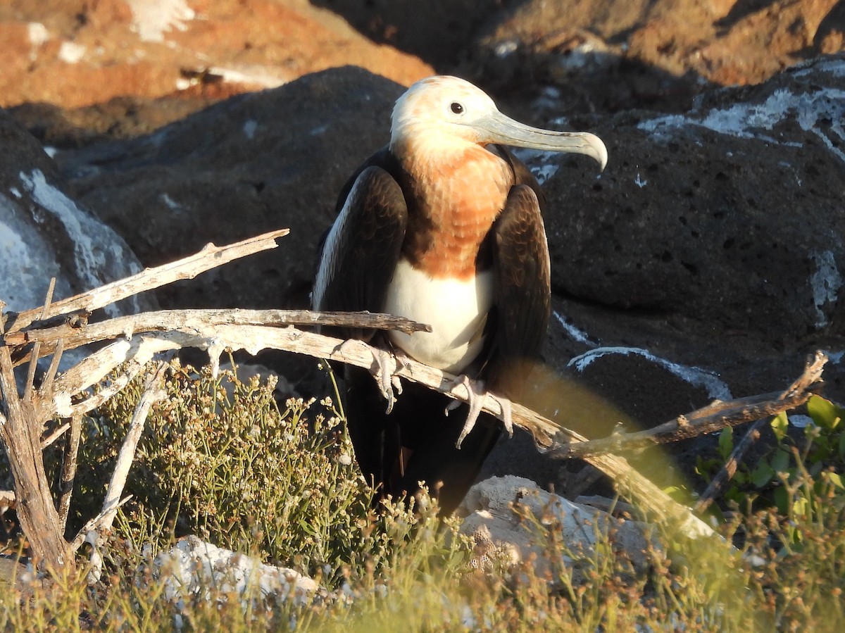 Bindenfregattvogel - ML621826911