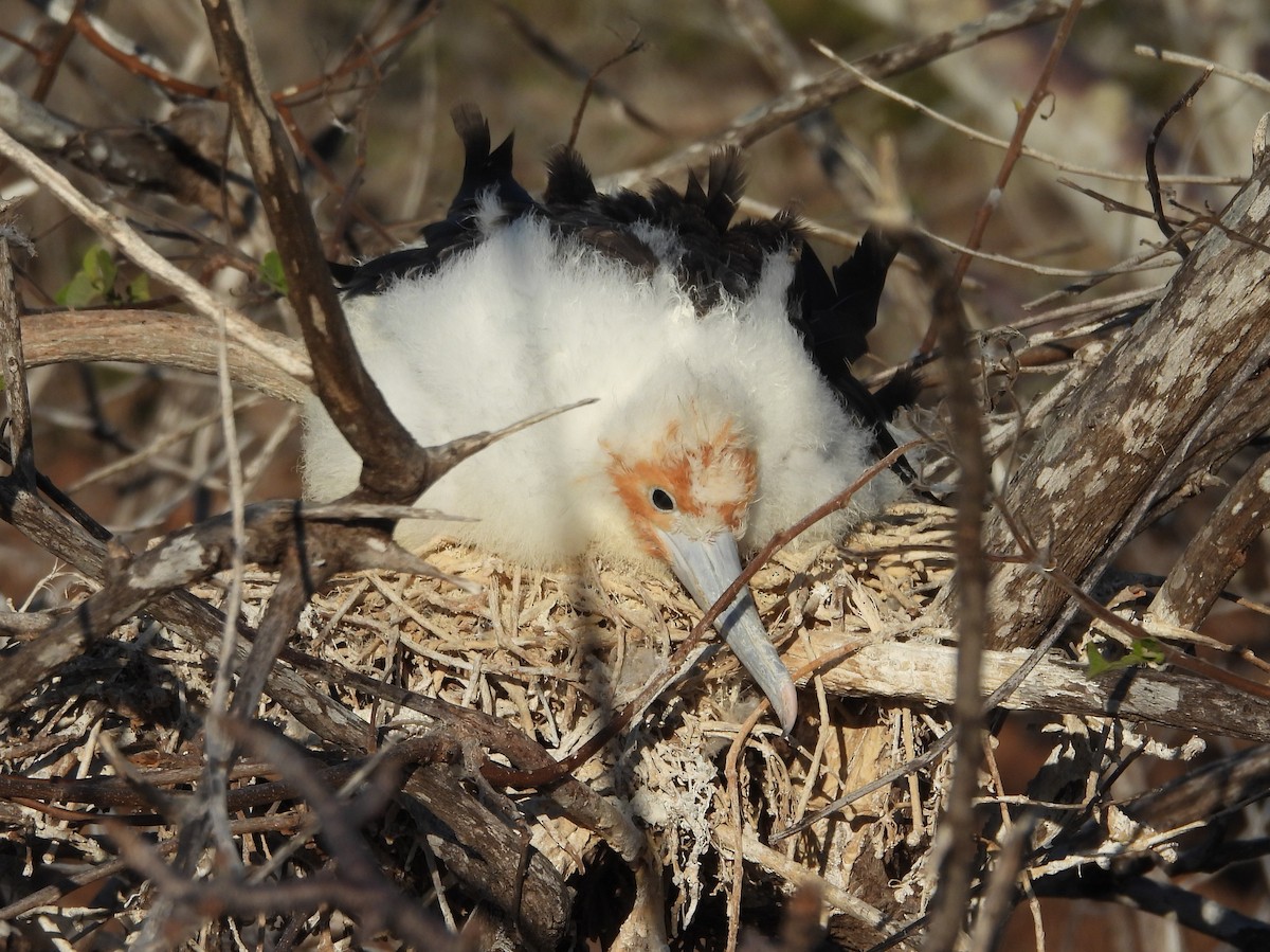 Bindenfregattvogel - ML621826912