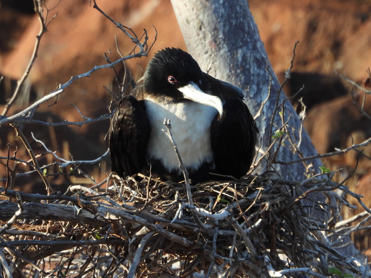 Great Frigatebird - ML621826913