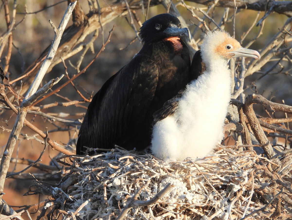 Great Frigatebird - ML621826914