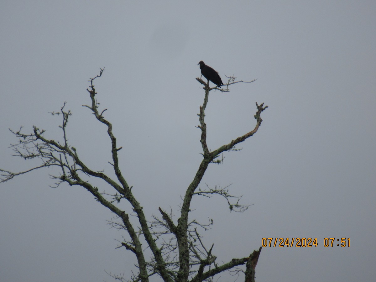 Black Vulture - ML621826938