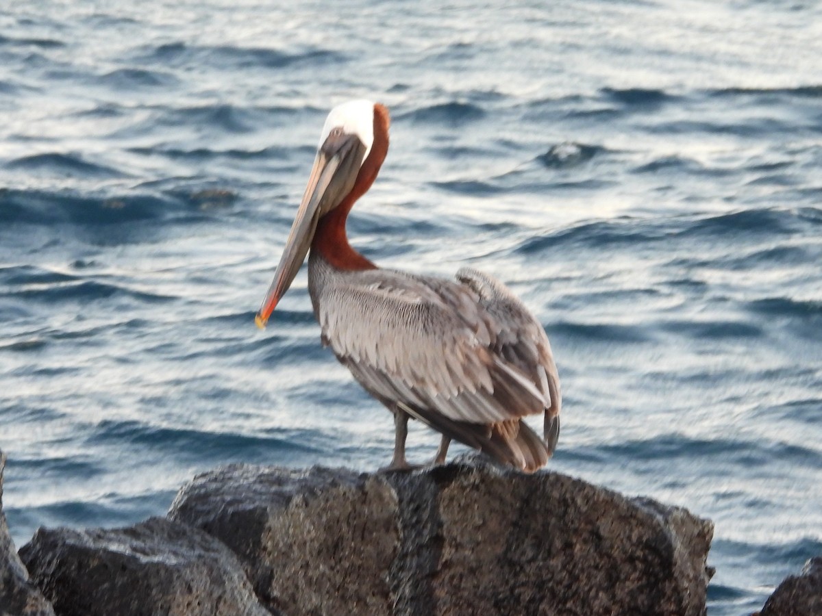 Pelícano Pardo (Galápagos) - ML621826939