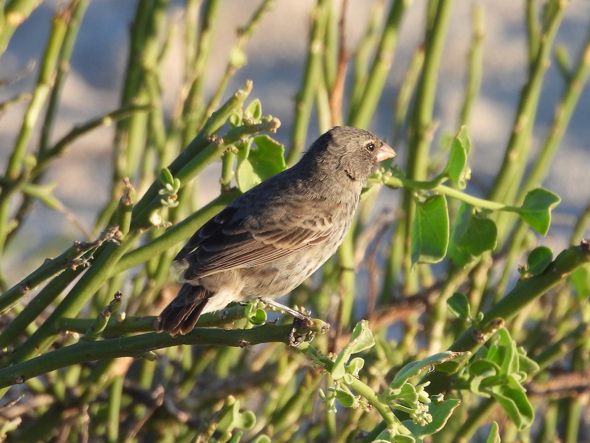 Small Ground-Finch - ML621826946