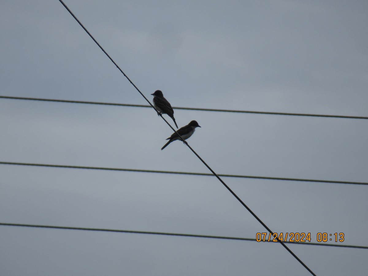 Eastern Kingbird - ML621826948