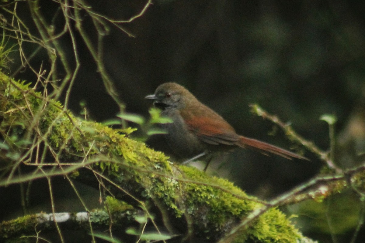 Gray-bellied Spinetail - Guillermo Andreo