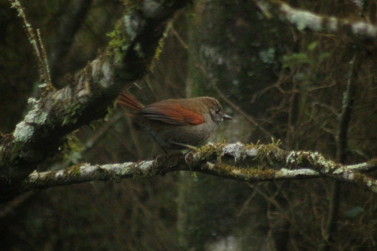 Gray-bellied Spinetail - ML621826983