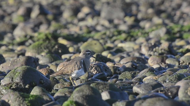 Rufous-chested Dotterel - ML621827013