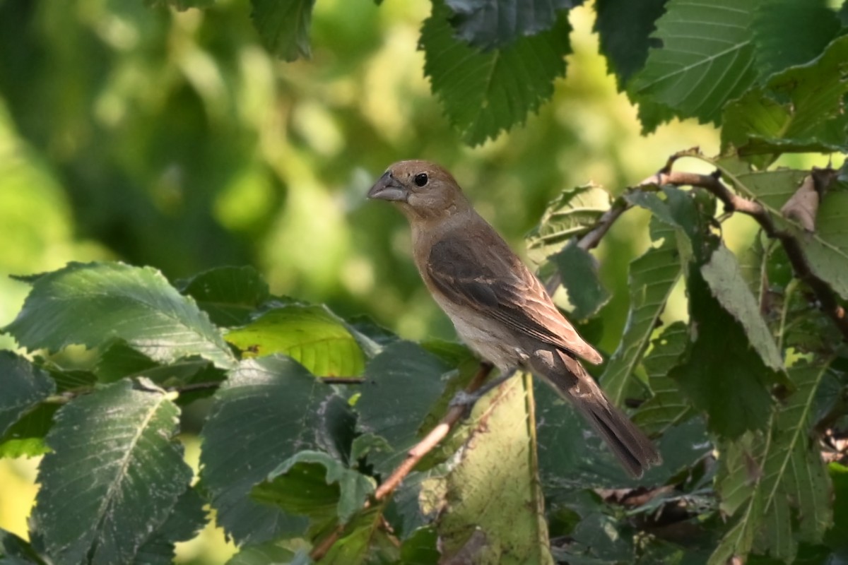 Blue Grosbeak - ML621827030