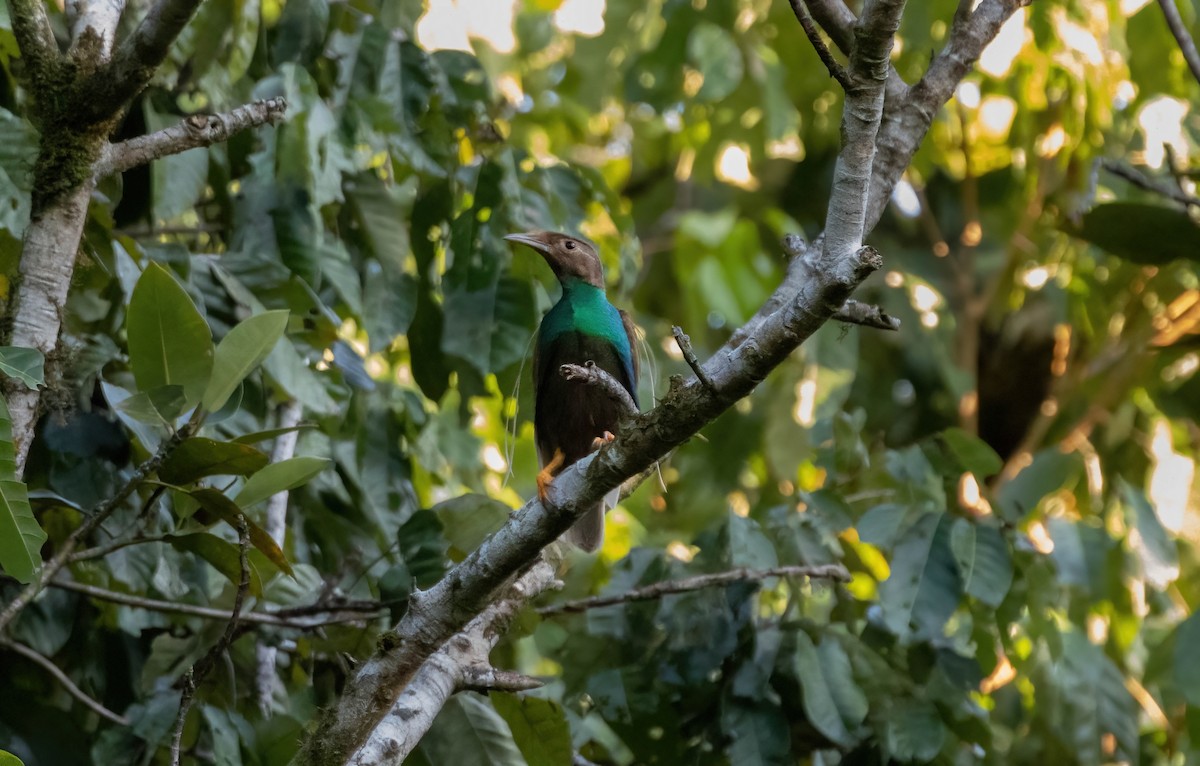 Standardwing Bird-of-Paradise - ML621827063