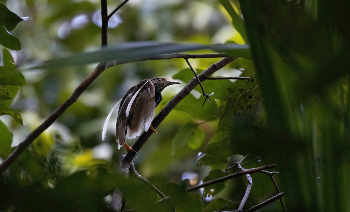 Standardwing Bird-of-Paradise - ML621827065