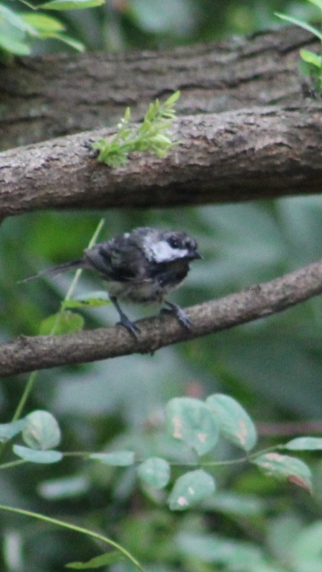 Black-capped Chickadee - ML621827139