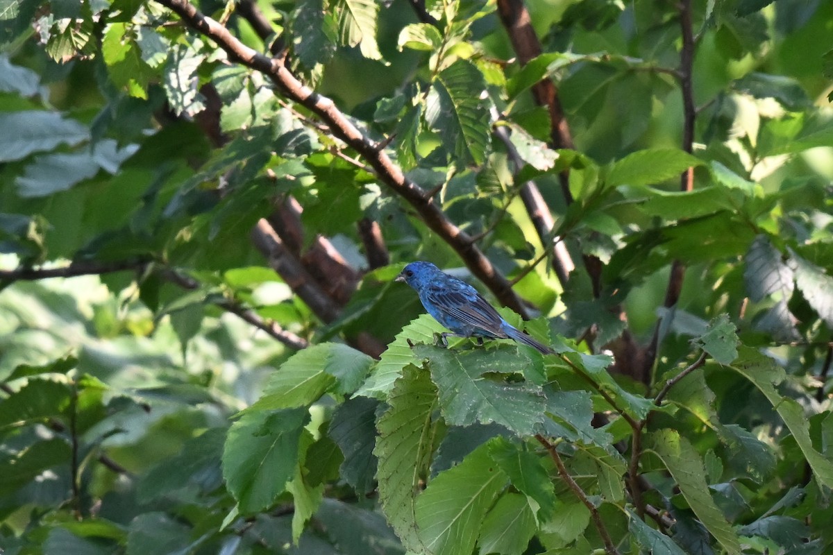 Indigo Bunting - ML621827173