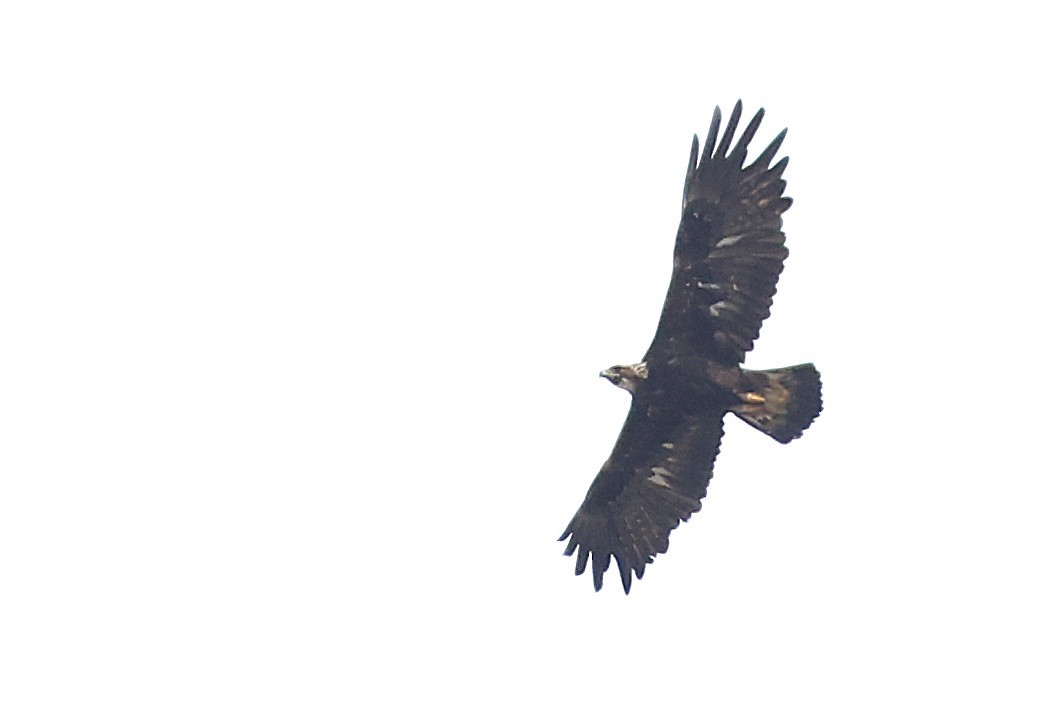 Golden Eagle - ML621827176