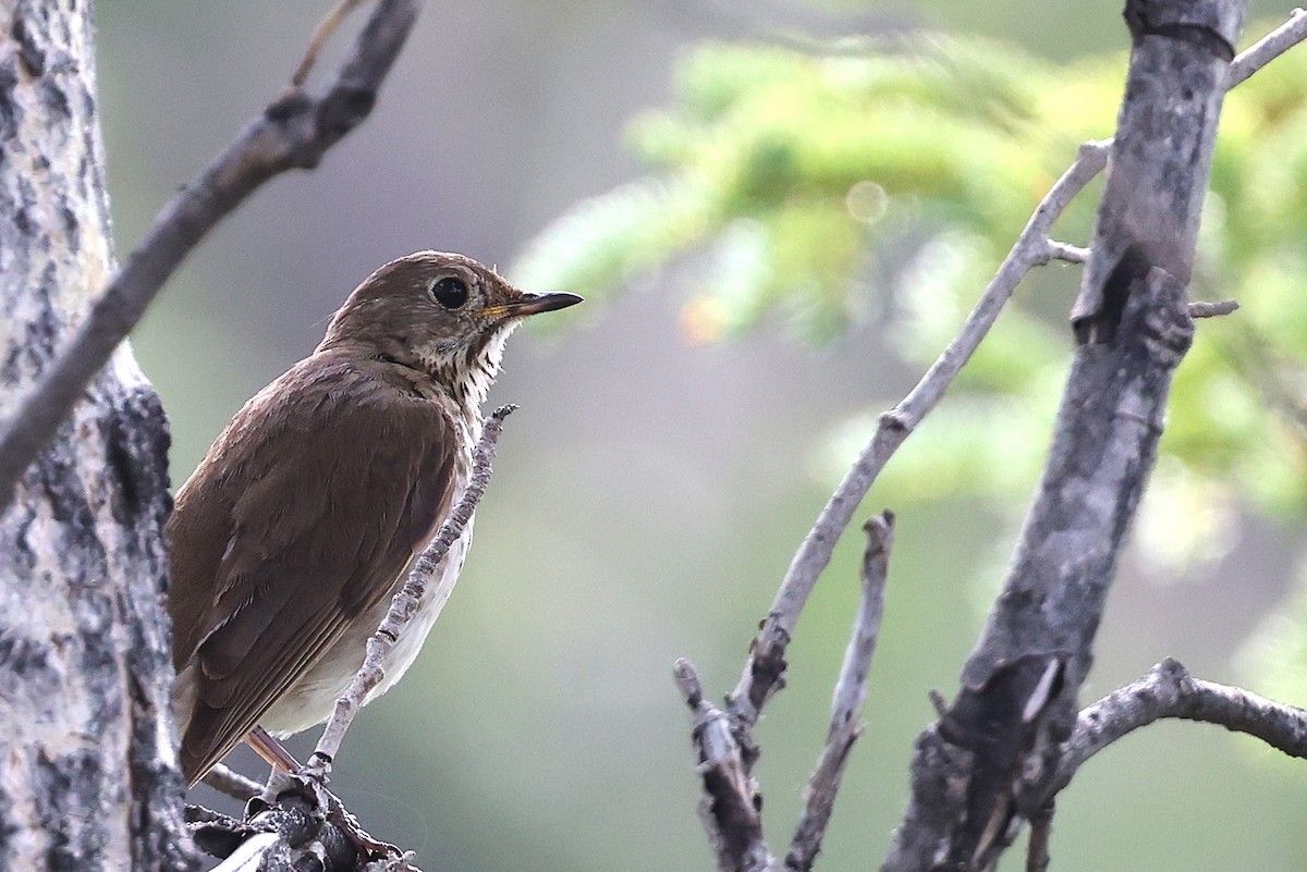 Gray-cheeked Thrush - JOEL STEPHENS