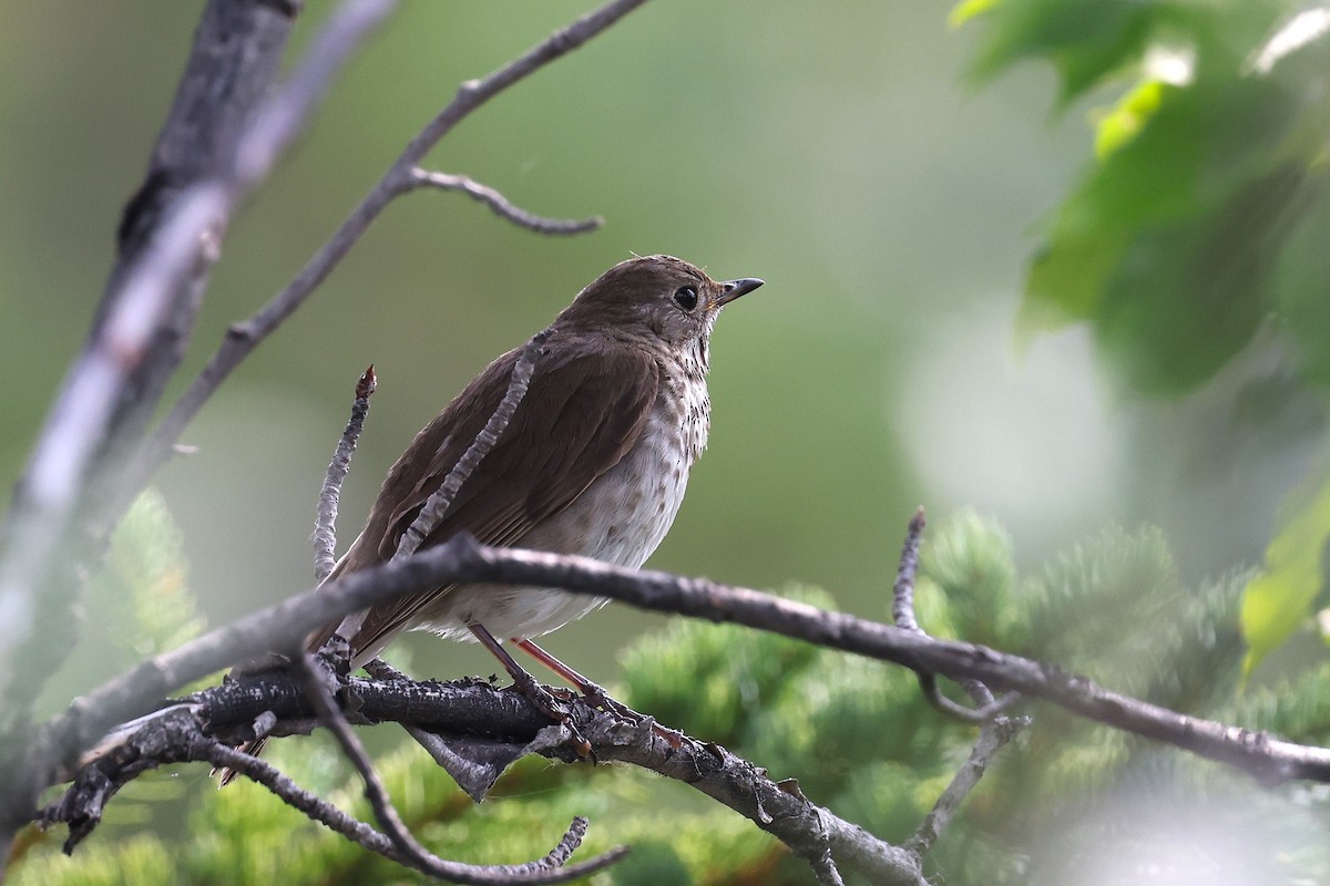 Gray-cheeked Thrush - ML621827188