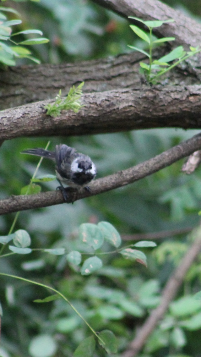 Black-capped Chickadee - ML621827198