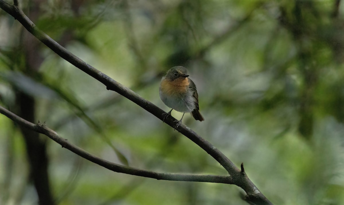 Lompobattang Flycatcher - ML621827199