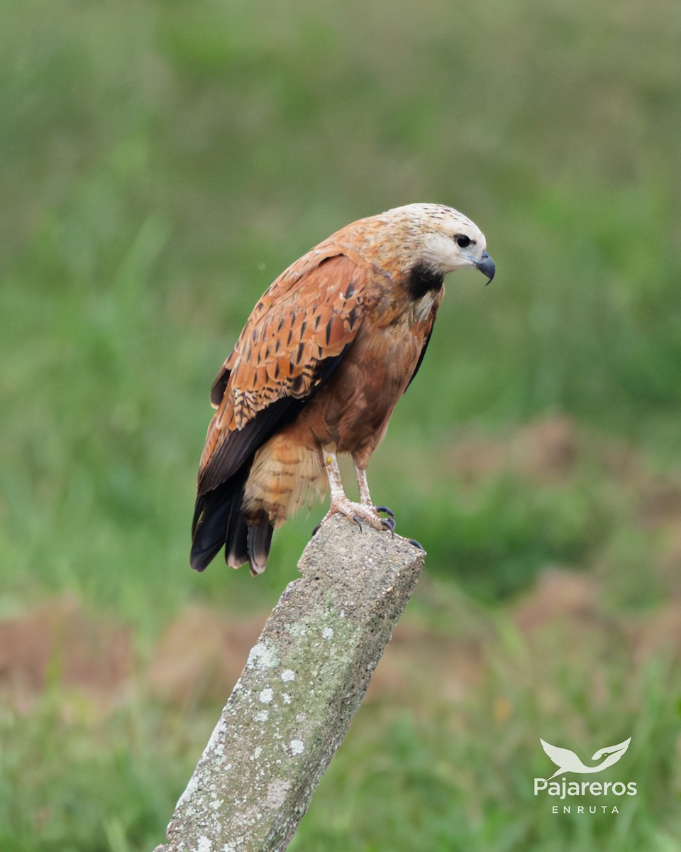 Black-collared Hawk - ML621827222