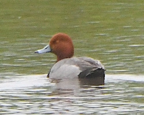 polák americký - ML621827262