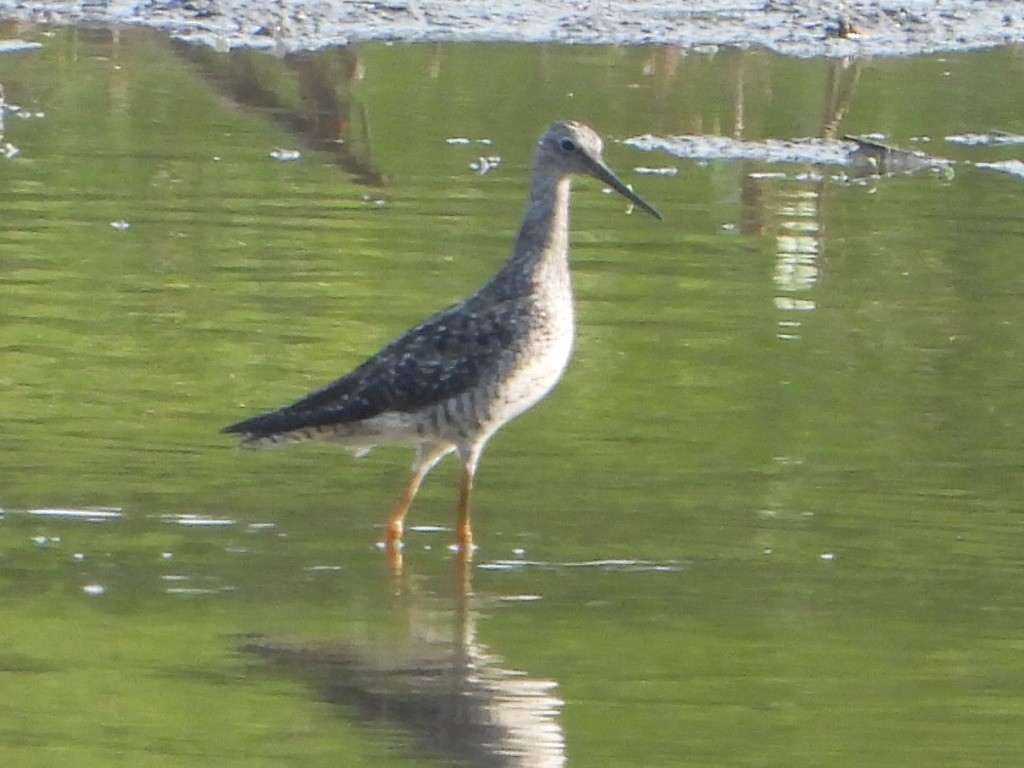 Greater Yellowlegs - ML621827298