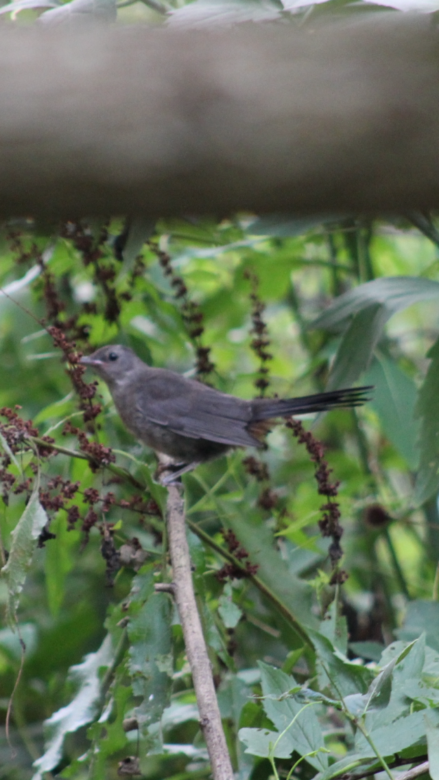 Gray Catbird - ML621827300