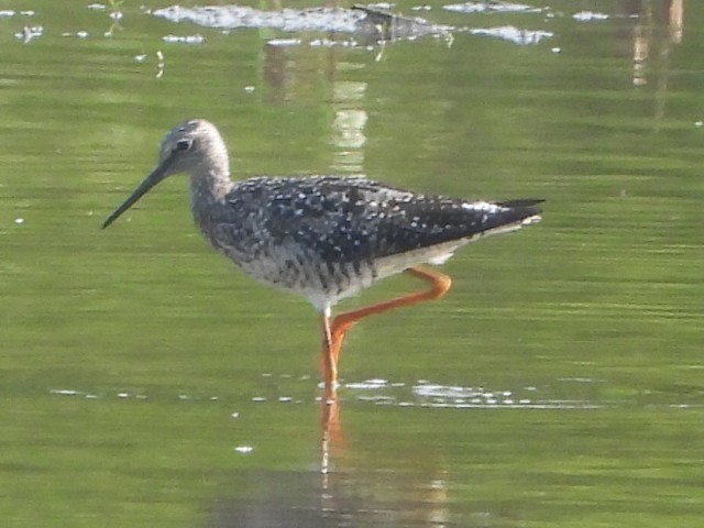 Greater Yellowlegs - ML621827302