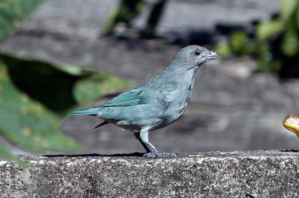 Sayaca Tanager - ML621827313