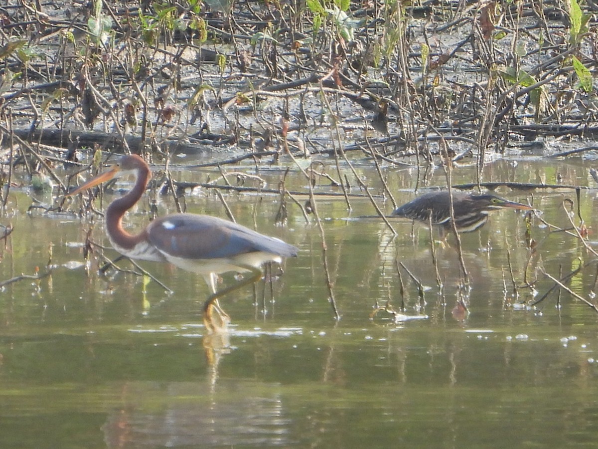 Green Heron - ML621827317