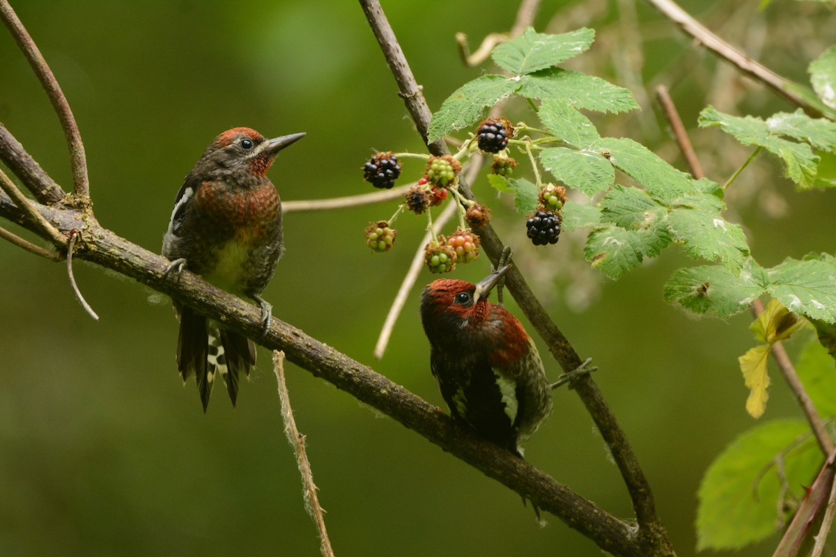 Red-breasted Sapsucker - ML621827318