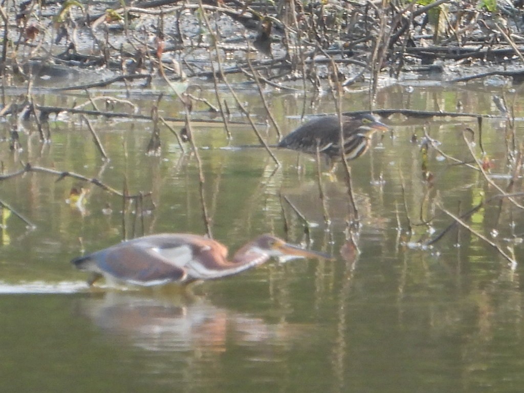 Green Heron - ML621827319