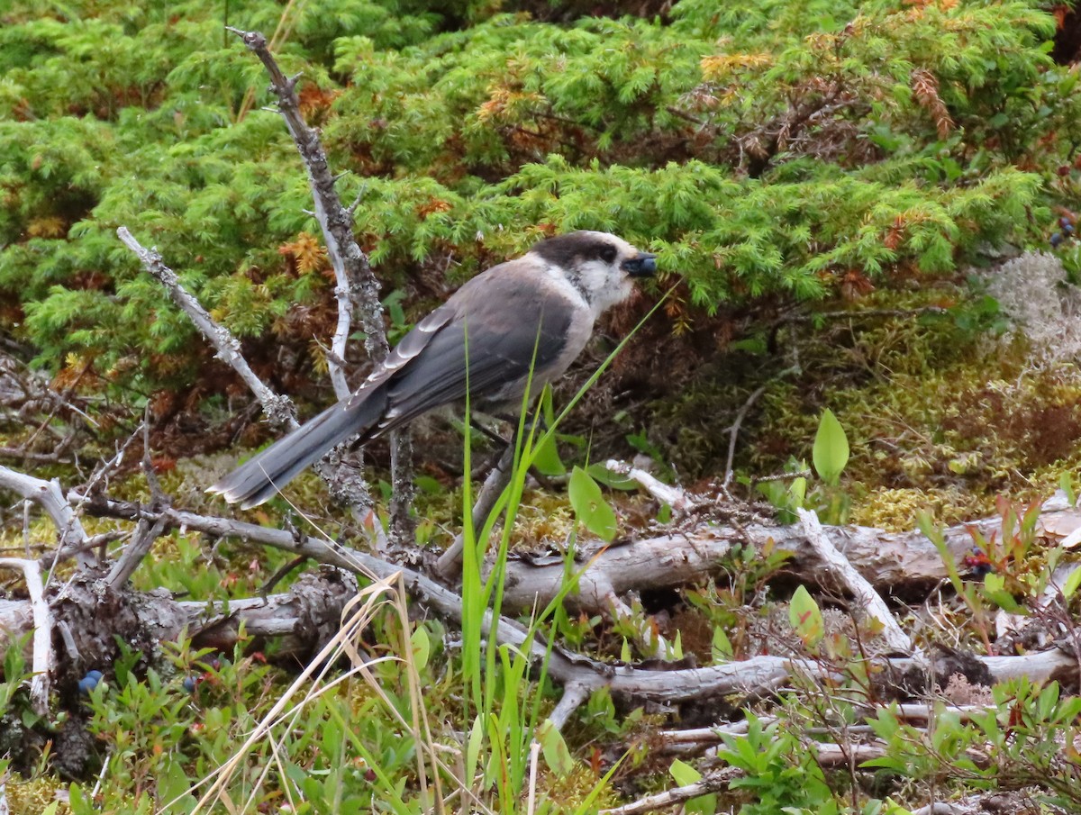 Кукша канадська [група canadensis] - ML621827329