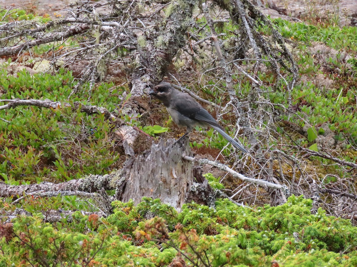 Кукша канадська [група canadensis] - ML621827330