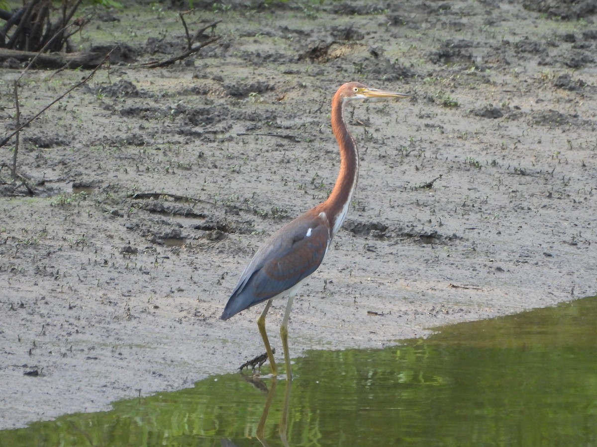 Tricolored Heron - ML621827332