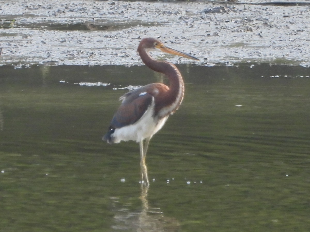 Tricolored Heron - ML621827338