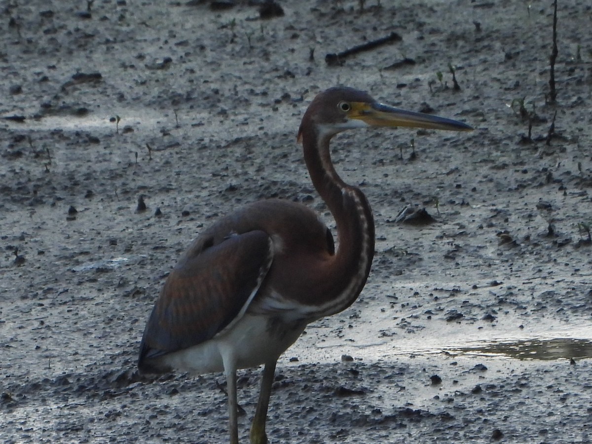 Tricolored Heron - ML621827351