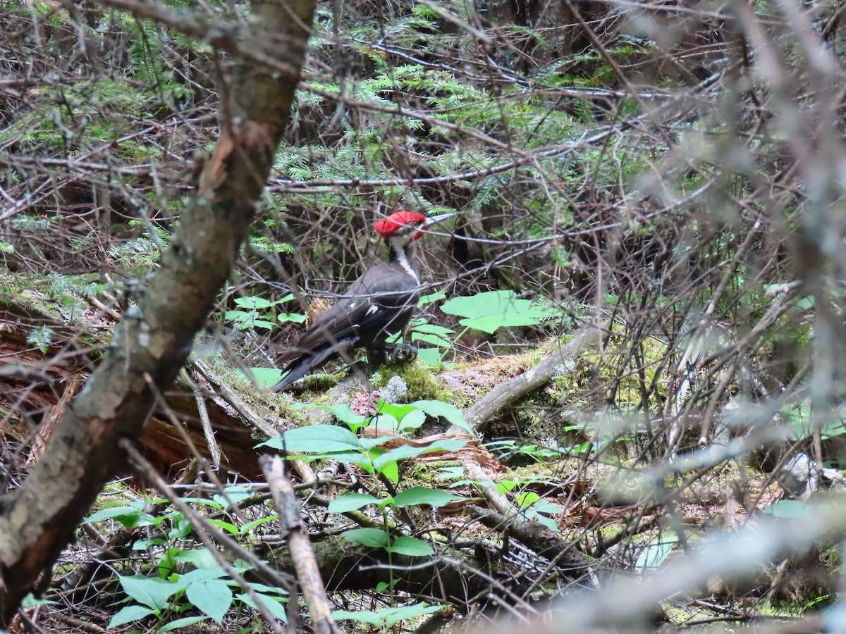 Pileated Woodpecker - Ruth Metterhausen