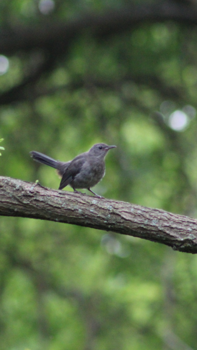 Gray Catbird - ML621827361