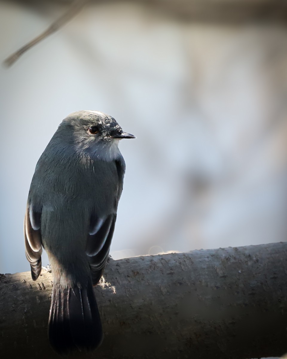 Sooty Tyrannulet - ML621827363