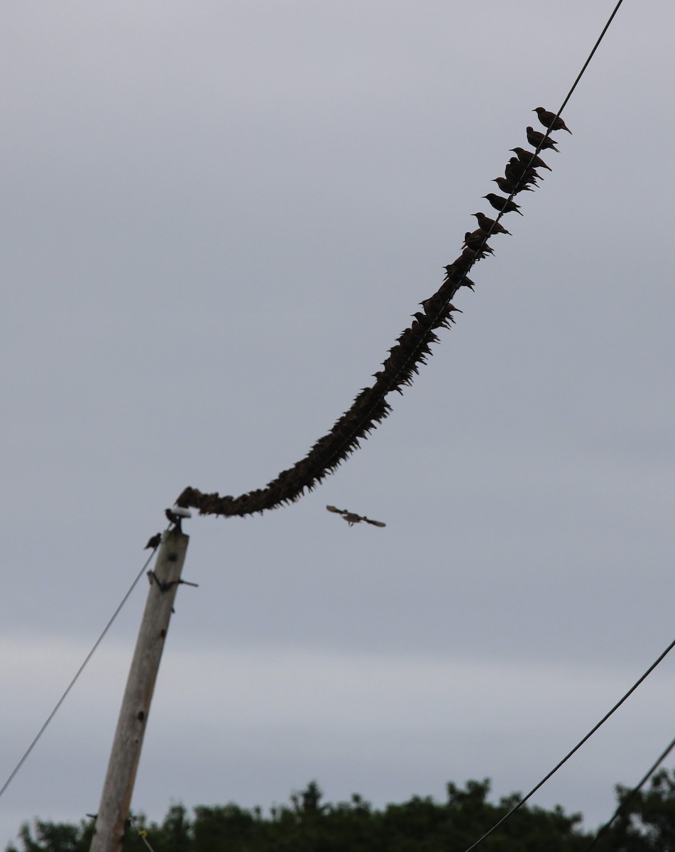 European Starling - ML621827368