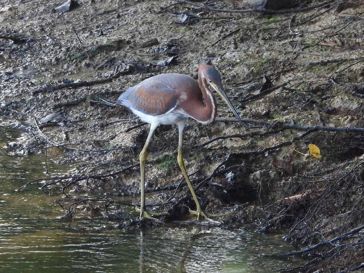 Tricolored Heron - ML621827381