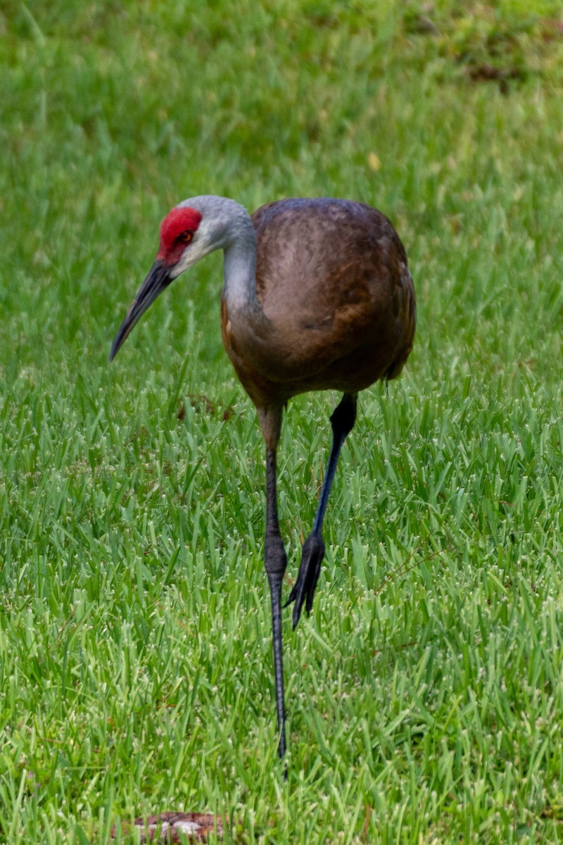 Sandhill Crane (pratensis) - ML621827390