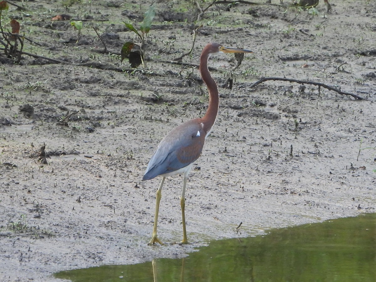 Tricolored Heron - ML621827400