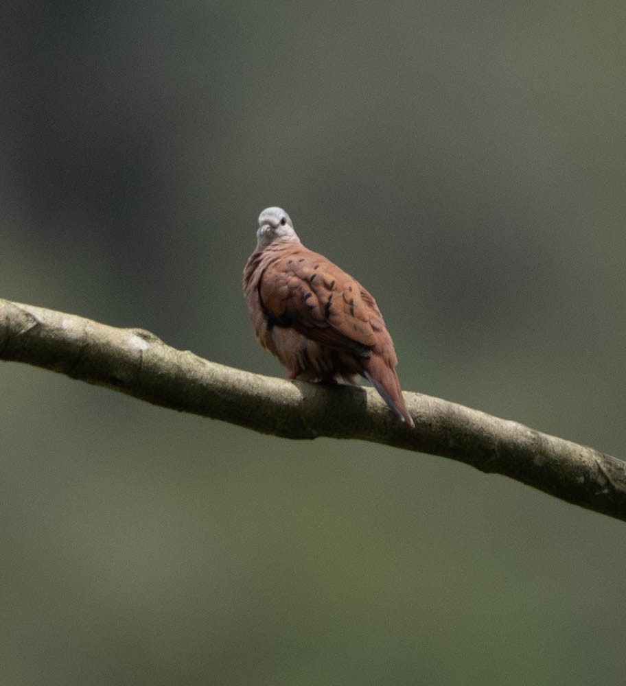 Ruddy Ground Dove - Carlton Cook